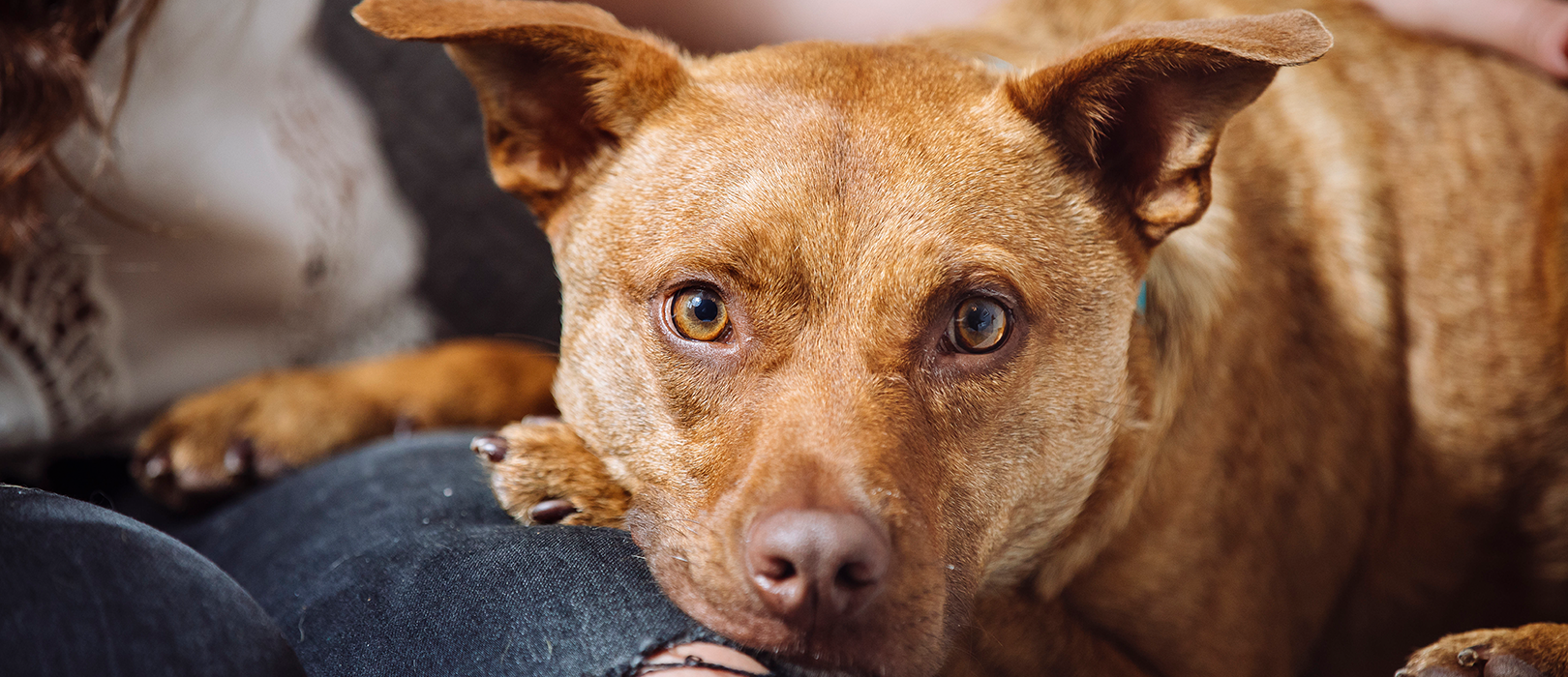 Are potatoes best sale poisonous to dogs